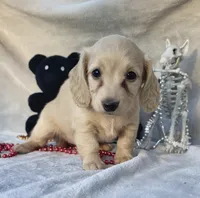 AKC MaryAnne (red), a female Miniature Dachshund for sale in Hillsboro, AL – 6 of 8