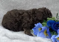 AKC Trevor, a male Poodle - Toy  for sale in Hillsboro, AL – 4 of 8