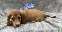 AKC Mitchell, a male Miniature Dachshund for sale in Hillsboro, AL – 5 of 10
