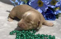 AKC Morris (green), a male Miniature Dachshund for sale in Hillsboro, AL – 4 of 7