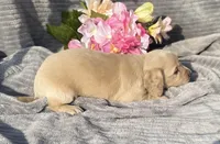 AKC Millie, a female Miniature Dachshund for sale in Hillsboro, AL – Photo 10 of 10