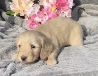 AKC Millie, a female Miniature Dachshund for sale in Hillsboro, AL – Photo 4 of 10