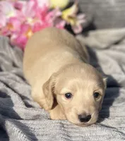 AKC Millie, a female Miniature Dachshund for sale in Hillsboro, AL – Photo 1 of 10