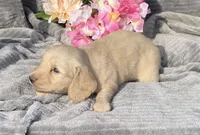 AKC Millie, a female Miniature Dachshund for sale in Hillsboro, AL – Photo 6 of 10