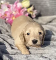 AKC Millie, a female Miniature Dachshund for sale in Hillsboro, AL – Photo 2 of 10