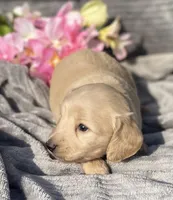 AKC Millie, a female Miniature Dachshund for sale in Hillsboro, AL – Photo 3 of 10