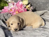 AKC Millie, a female Miniature Dachshund for sale in Hillsboro, AL – Photo 7 of 10