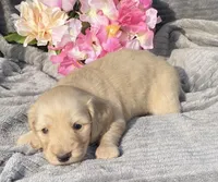 AKC Millie, a female Miniature Dachshund for sale in Hillsboro, AL – Photo 5 of 10