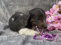 Izzy, a female Miniature Dachshund for sale in Hillsboro, AL – 3 of 8