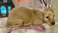 AKC Madeline (pink), a female Miniature Dachshund for sale in Hillsboro, AL – 3 of 7