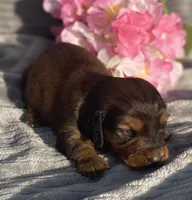 AKC Ivy, a female Miniature Dachshund for sale in Hillsboro, AL – Photo 7 of 8