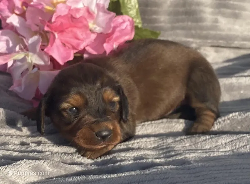 AKC Ivy – Miniature Dachshund puppy for sale in Hillsboro, AL