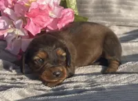 AKC Ivy, a female Miniature Dachshund for sale in Hillsboro, AL – Photo 1 of 8