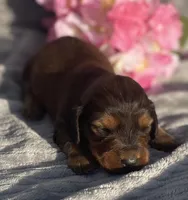 AKC Ivy, a female Miniature Dachshund for sale in Hillsboro, AL – Photo 5 of 8