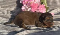 AKC Ivy, a female Miniature Dachshund for sale in Hillsboro, AL – Photo 3 of 8