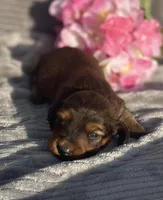 AKC Ivy, a female Miniature Dachshund for sale in Hillsboro, AL – Photo 6 of 8