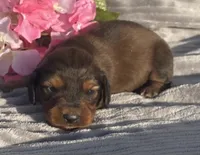 AKC Ivy, a female Miniature Dachshund for sale in Hillsboro, AL – Photo 4 of 8