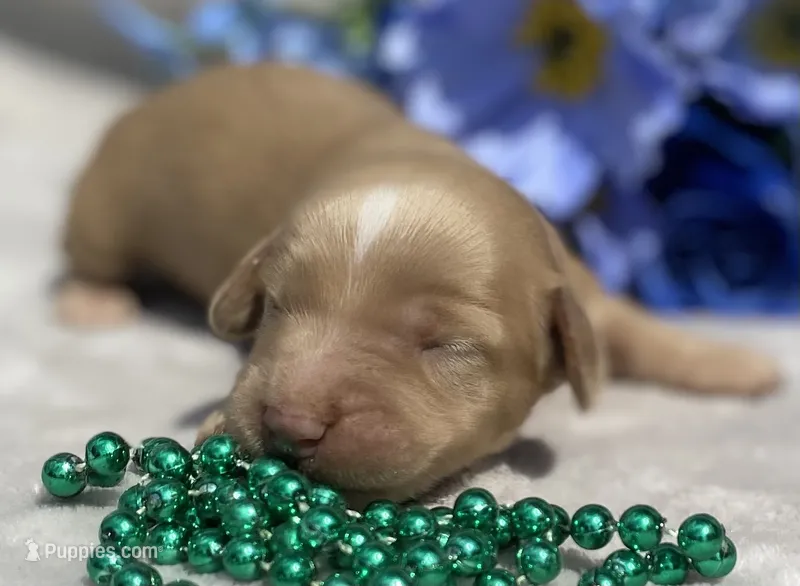 AKC Morris (green) – Miniature Dachshund puppy for sale in Hillsboro, AL