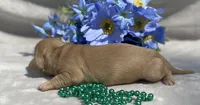 AKC Morris (green), a male Miniature Dachshund for sale in Hillsboro, AL – 6 of 7