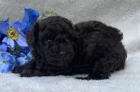 AKC Travis , a male Poodle - Toy  for sale in Hillsboro, AL – 1 of 7