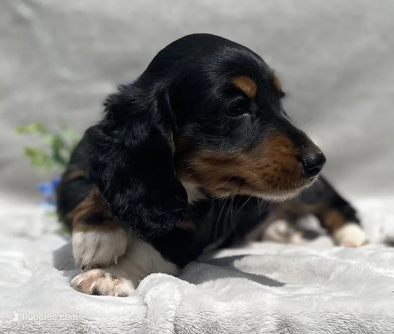 AKC Lawrence – Miniature Dachshund puppy for sale in Hillsboro, AL