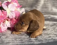 AKC Molly, a female Miniature Dachshund for sale in Hillsboro, AL – Photo 3 of 7