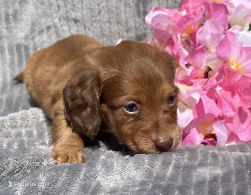 AKC Molly – Miniature Dachshund puppy for sale in Hillsboro, AL