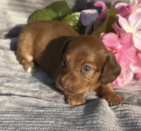 AKC Molly, a female Miniature Dachshund for sale in Hillsboro, AL – Photo 4 of 7