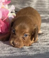 AKC Molly, a female Miniature Dachshund for sale in Hillsboro, AL – Photo 2 of 7