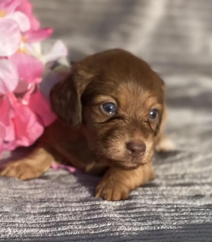 AKC Molly – Miniature Dachshund puppy for sale in Hillsboro, AL