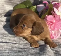 AKC Molly, a female Miniature Dachshund for sale in Hillsboro, AL – Photo 5 of 7