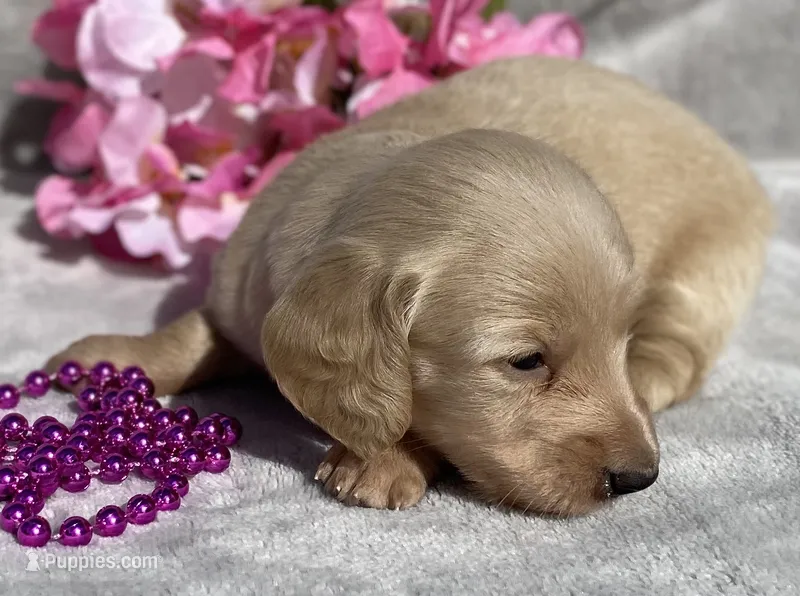AKC Madeline (pink) – Miniature Dachshund puppy for sale in Hillsboro, AL