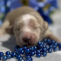 AKC Milton (blue), a male Miniature Dachshund for sale in Hillsboro, AL – 4 of 7