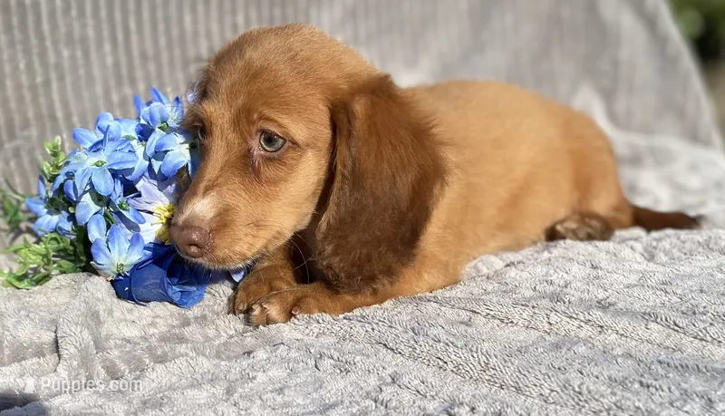 AKC Mitchell – Miniature Dachshund puppy for sale in Hillsboro, AL