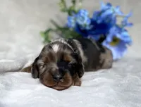 AKC Allen, a male Miniature Dachshund for sale in Hillsboro, AL – 2 of 6