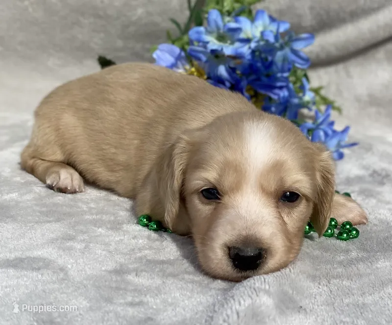 AKC Milton (blue) – Miniature Dachshund puppy for sale in Hillsboro, AL