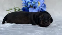 AKC Alex, a male Miniature Dachshund for sale in Hillsboro, AL – 4 of 6