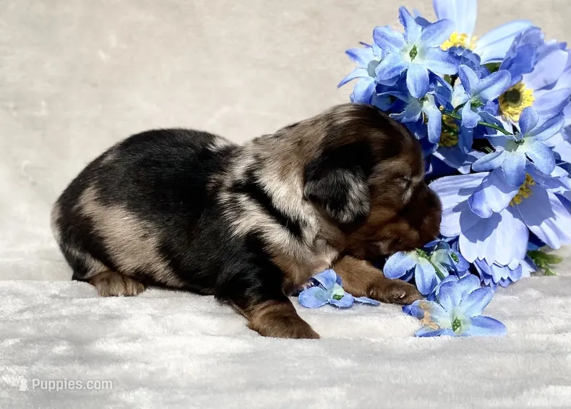 AKC Allen – Miniature Dachshund puppy for sale in Hillsboro, AL