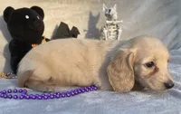 AKC Melody (purple), a female Miniature Dachshund for sale in Hillsboro, AL – 7 of 8
