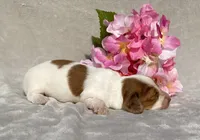 AKC Anna, a female Miniature Dachshund for sale in Hillsboro, AL – 5 of 5