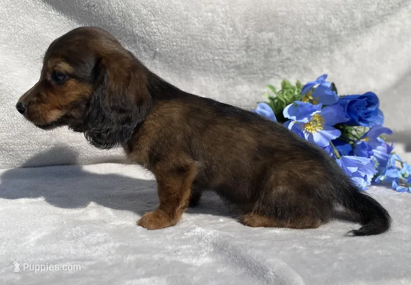 AKC Alex – Miniature Dachshund puppy for sale in Hillsboro, AL
