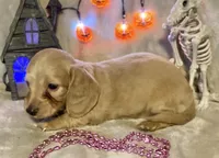 AKC Madeline (pink), a female Miniature Dachshund for sale in Hillsboro, AL – 2 of 7