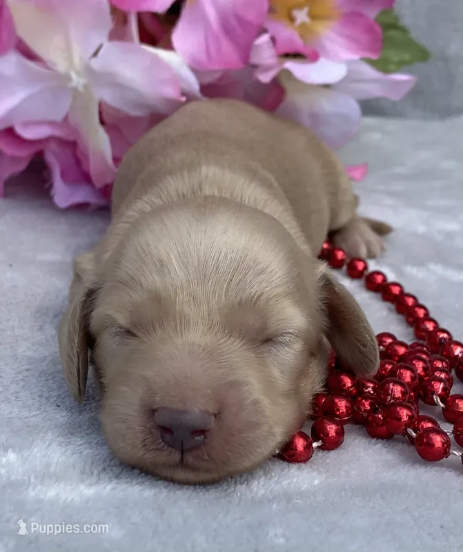 AKC MaryAnne (red) – Miniature Dachshund puppy for sale in Hillsboro, AL