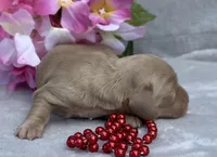 AKC MaryAnne (red), a female Miniature Dachshund for sale in Hillsboro, AL – 4 of 6