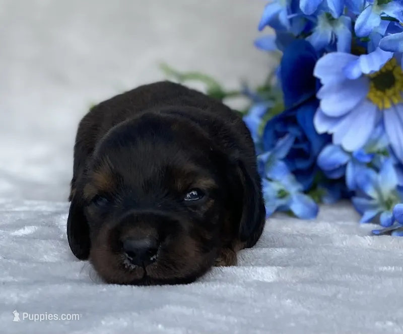 AKC Alex – Miniature Dachshund puppy for sale in Hillsboro, AL