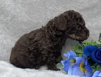 AKC Trevor, a male Poodle - Toy  for sale in Hillsboro, AL – 8 of 8