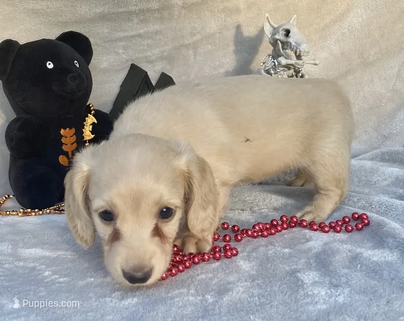 AKC MaryAnne (red) – Miniature Dachshund puppy for sale in Hillsboro, AL