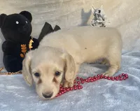 AKC MaryAnne (red), a female Miniature Dachshund for sale in Hillsboro, AL – 1 of 8