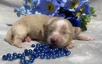 AKC Milton (blue), a male Miniature Dachshund for sale in Hillsboro, AL – 2 of 7