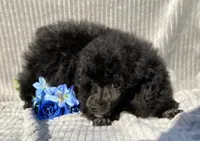 Petey, a male Poodle - Toy  for sale in Hillsboro, AL – 6 of 6